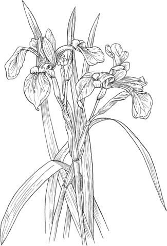 Blue Flag Irises Or Iris Versicolor Wildflower Coloring Page